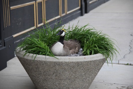 goose in a planter