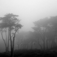 Big Fog on trees
