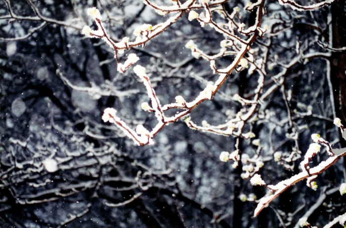 1994 winter in MN