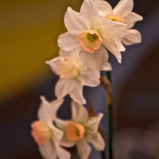 daffodil 7