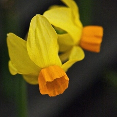 daffodil 7